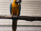 Blue and Gold Macaw