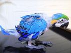 Blue and Gold Macaw