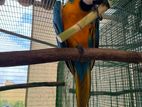 Blue and Gold Macaw