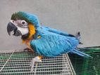 Blue and Gold Macaw