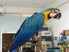 Blue and Gold Macaw