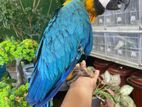 Blue with Gold Macaw