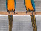 Blue and Gold Macaw
