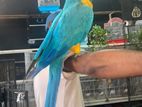 Blue and Gold Macaw