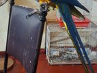 Blue Gold Macaw