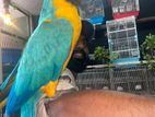 Blue and Gold Macaw