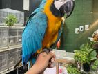 Blue Gold Macaw