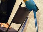 Blue and Gold Macaw