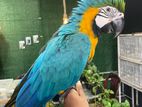 BLUE With GOLD MACAW