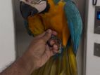 Blue with Gold Macaw