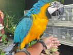 Blue and Gold Macaw