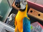 Blue and Gold Macaw