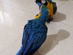 Blue And Gold Macaw Bird