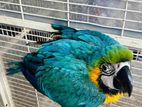 Macaw Bird