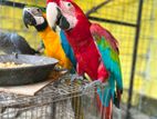 blue with gold macaw, green wing macaw pair