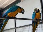 Blue and Gold Macaw Pairs