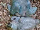 Blue and Gold Macaws Chick's