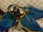 Blue and Gold Macaws