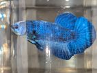 Blue Marble Placket Betta Pairs