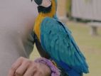 Macaw Bird