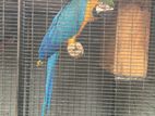 Blue-And-Yellow Macaw
