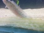 Blue Andrao Fish