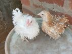 Bantam Chickens