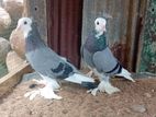 Blue Bar Pigeon