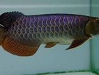 Blue Base Arowana Fish