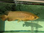 Blue Base Arowana