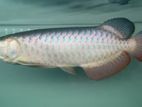 Blue Base Arowana