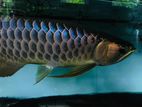 Blue Base Arowana