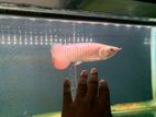 Blue Base Golden Arowana Fish