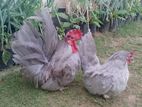 Blue Bantam