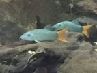 Blue Botia Loaches