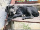 Blue Cane Corso Female Puppy