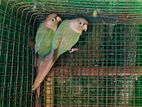 Blue Cinnamon Conure Breeding Pair