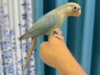 Blue Cinnamon Conure