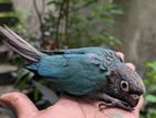 Blue Conure Bird