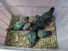 Blue Conure Birds