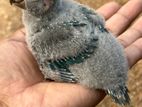Blue Conure Chicks