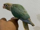 Blue Conure