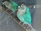 Blue Conure