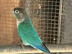 Blue Conure