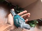 Blue Conure Chick