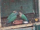 Blue Conure Pair