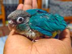 Blue Conure Parrot