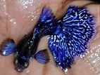 Blue Elephant Ear Guppy