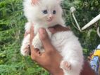 Blue Eye Persian Kitten