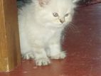 Persian Kitten